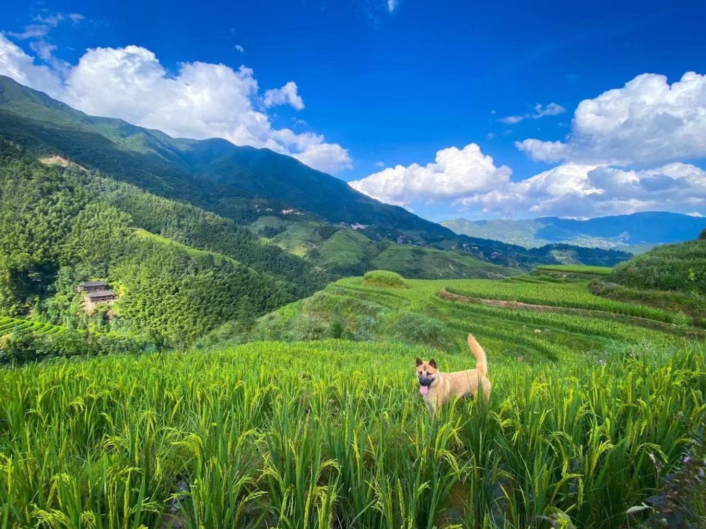 Longji Terrace La Vie Inn Лунгшен Екстер'єр фото