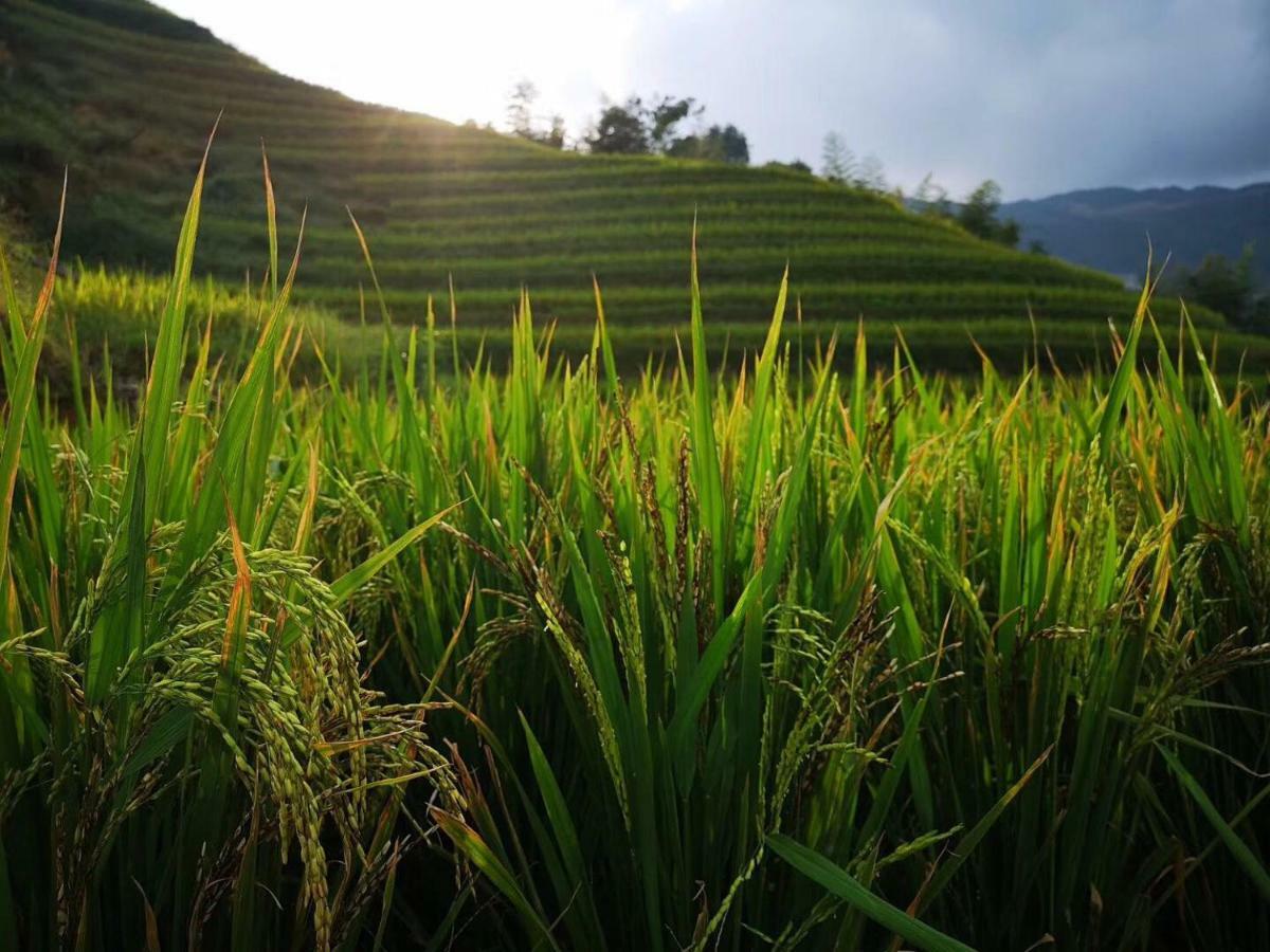Longji Terrace La Vie Inn Лунгшен Екстер'єр фото